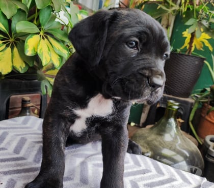 Mascotas en Chile Temuco Cautín - Fotos de Cachorros Cane corso