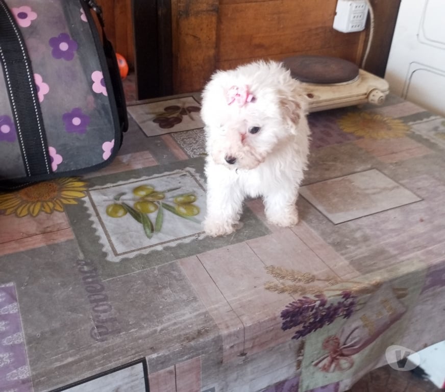 Gatos en Venta Santiago Estación Central - Fotos de Bella poodle toy