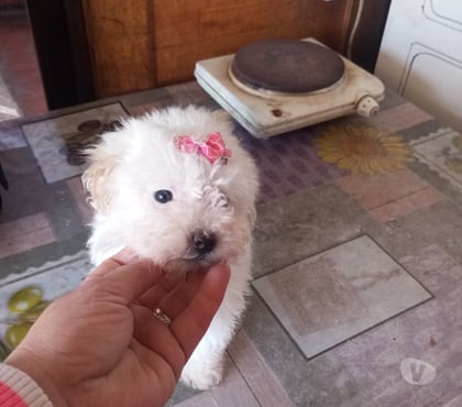 Gatos en Venta Estación Central Santiago - Fotos de Bella poodle toy