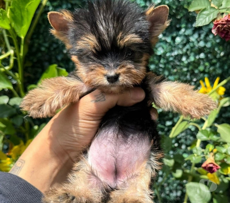 Gatos en Venta Cachapoal Rancagua - Fotos de Yorkshire muy lindos