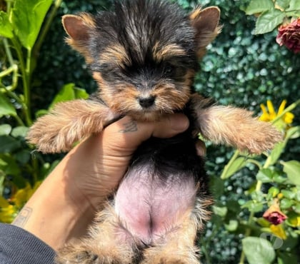Perros en Venta Rancagua Cachapoal - Fotos de Yorkshire muy lindos