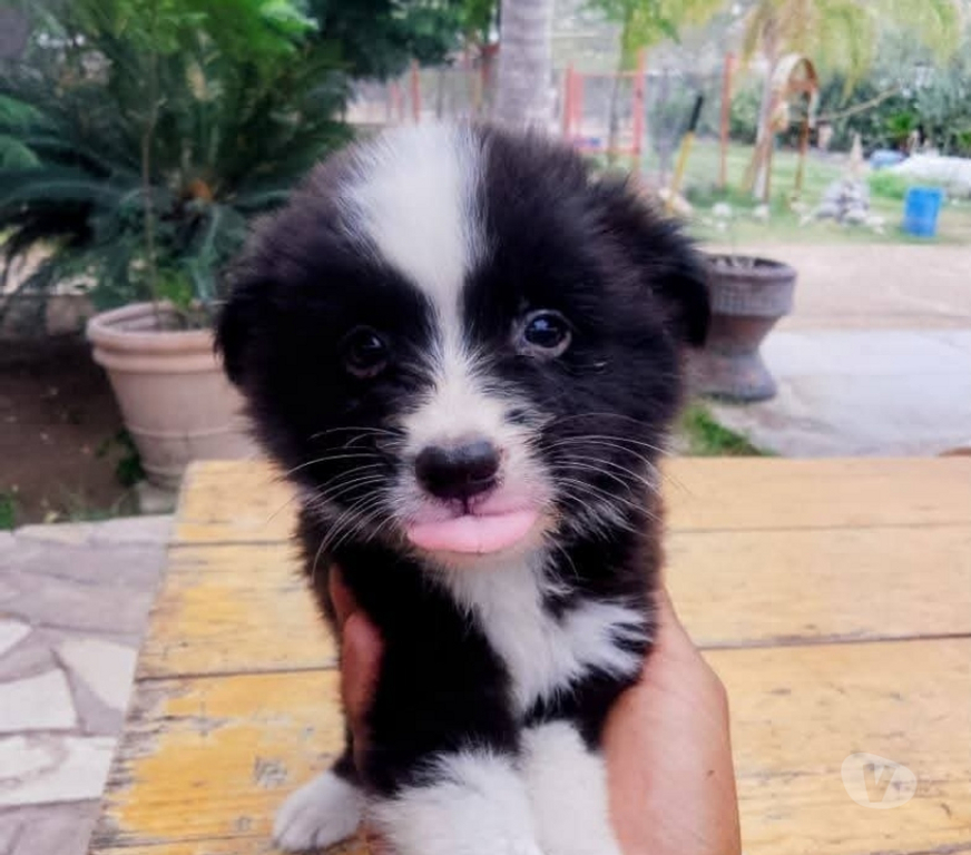 Gatos en Venta Cachapoal Rancagua - Fotos de Border collie negros