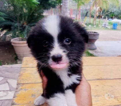 Perros en Venta Rancagua Cachapoal - Fotos de Border collie negros