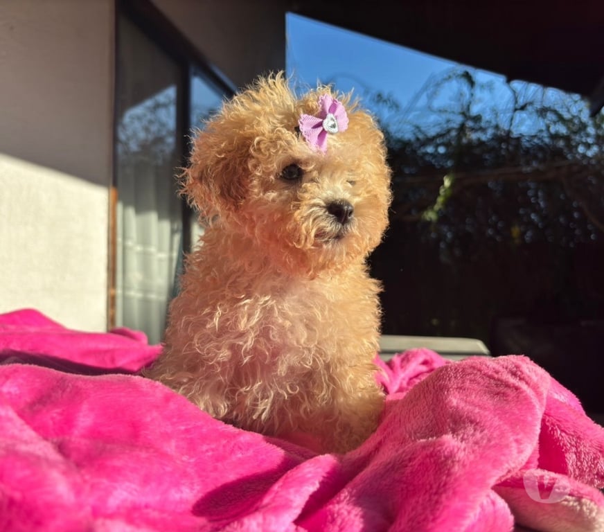 Gatos en Venta Santiago La Cisterna - Fotos de Hermosos cachorros poodle micro toy apricot