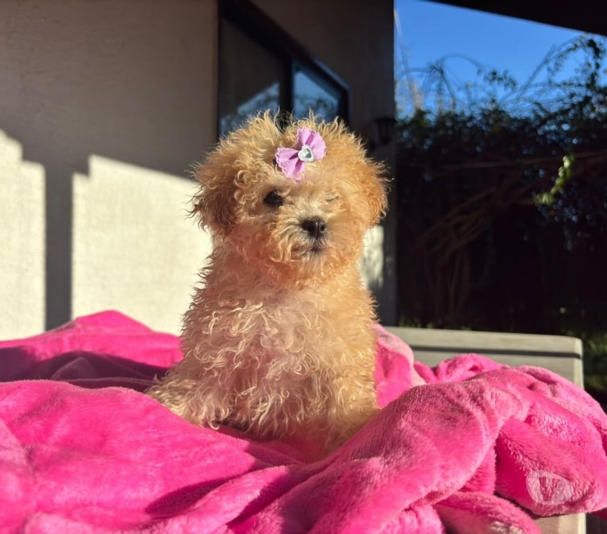 Gatos en Venta Santiago La Cisterna - Fotos de Hermosos cachorros poodle micro toy apricot