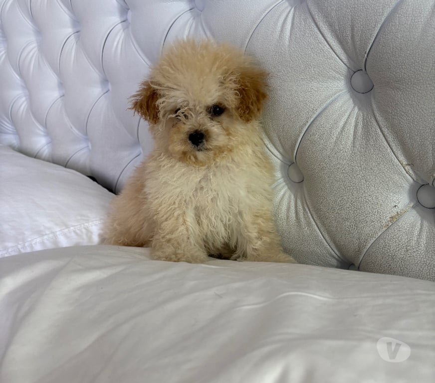 Gatos en Venta Santiago La Cisterna - Fotos de Hermosos cachorros poodle micro toy apricot