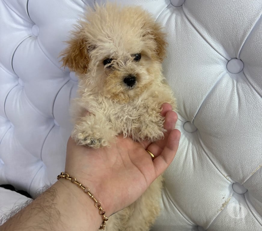 Gatos en Venta Santiago La Cisterna - Fotos de Hermosos cachorros poodle micro toy apricot