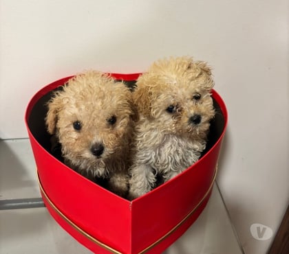 Gatos en Venta La Cisterna Santiago - Fotos de Hermosos cachorros poodle micro toy apricot