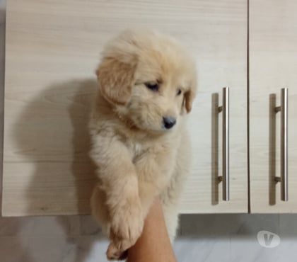 Perros en Venta Estación Central Santiago - Fotos de Golden retriever rebajados