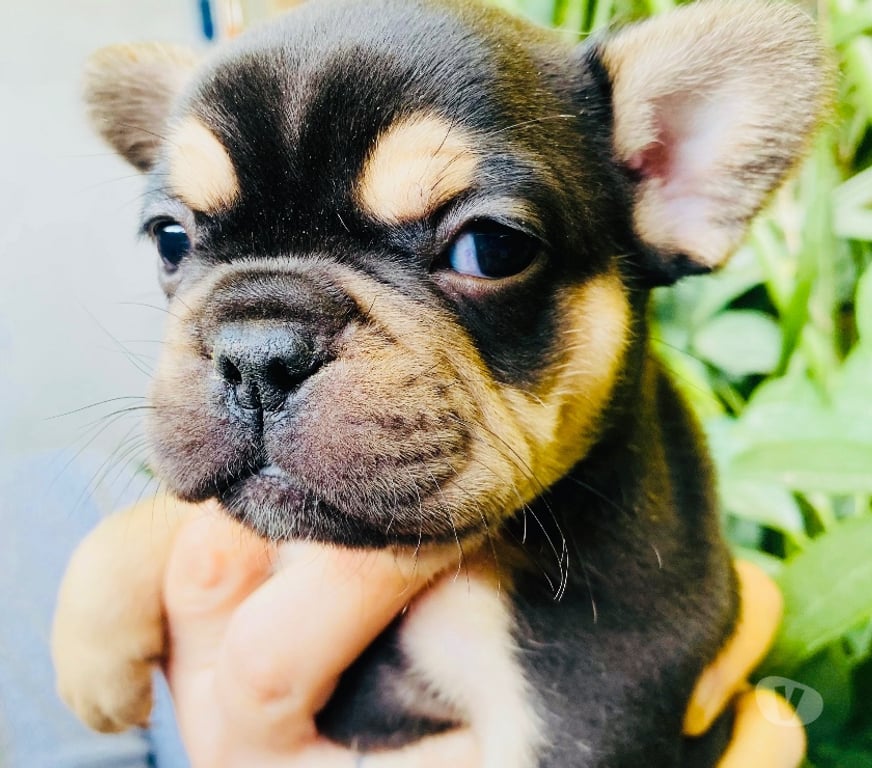 Gatos en Venta Santiago La Cisterna - Fotos de Bulldog Frances