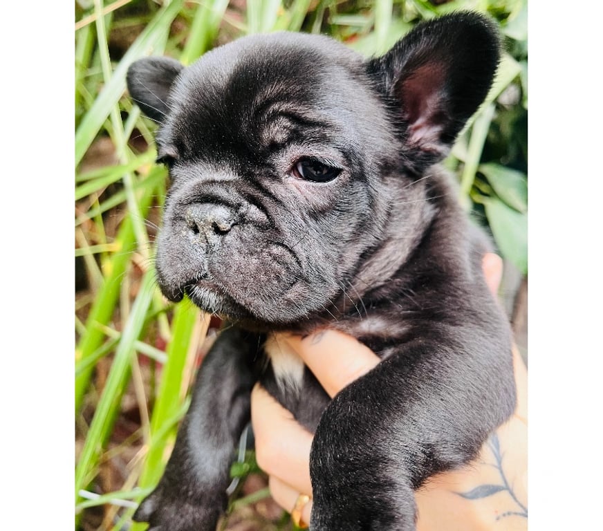 Gatos en Venta Santiago La Cisterna - Fotos de Bulldog Frances