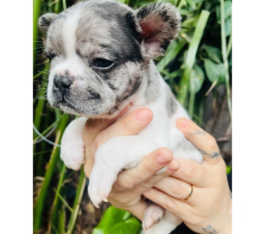 Gatos en Venta Santiago La Cisterna - Fotos de Bulldog Frances