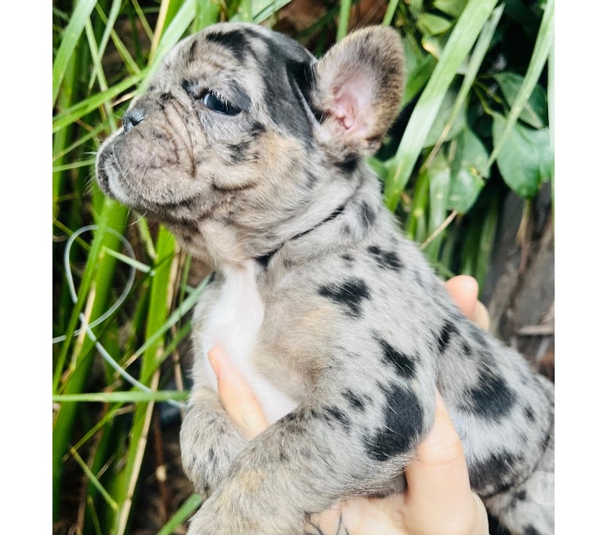 Gatos en Venta Santiago La Cisterna - Fotos de Bulldog Frances