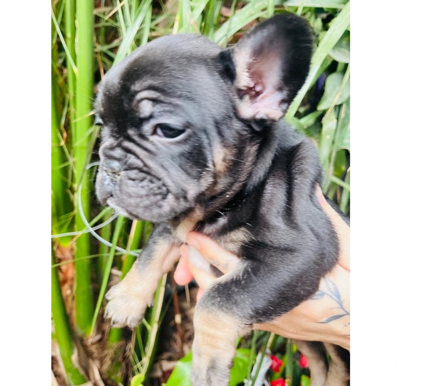 Gatos en Venta Santiago La Cisterna - Fotos de Bulldog Frances