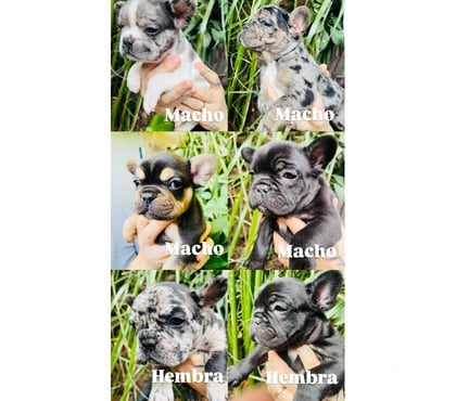 Mascotas en Venta La Cisterna Santiago - Fotos de Bulldog Frances