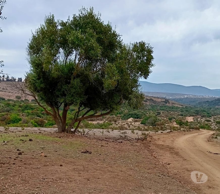 Parcelas en Venta Petorca Papudo - Fotos de Venta terreno en Papudo
