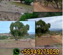 Venta terreno en Papudo