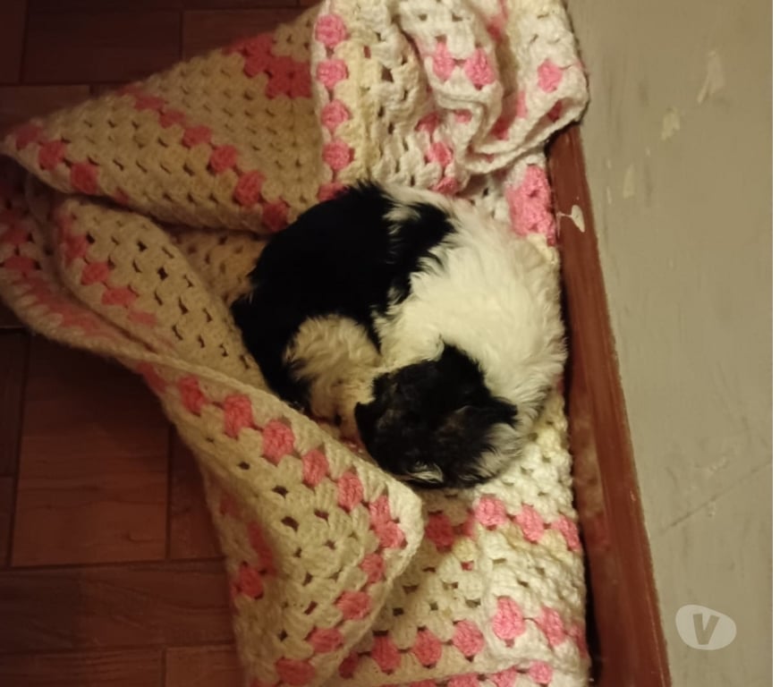 Gatos en Venta Santiago La Florida - Fotos de Se vende puddle maltés macho