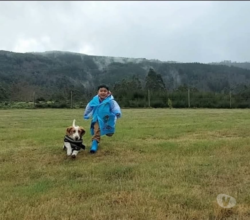 Gatos en Venta Concepción San Pedro de la Paz - Fotos de venta de perrito Basset Hound