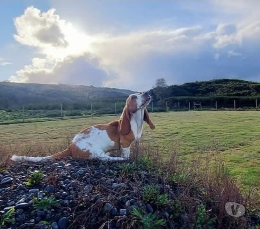 Gatos en Venta Concepción San Pedro de la Paz - Fotos de venta de perrito Basset Hound