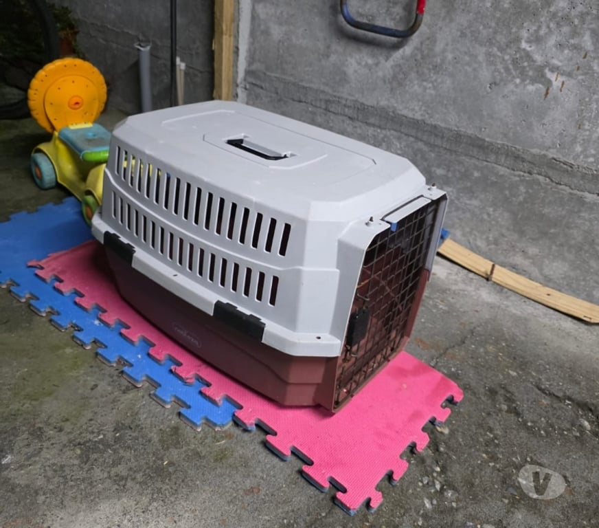 Gatos en Venta Concepción San Pedro de la Paz - Fotos de venta de perrito Basset Hound