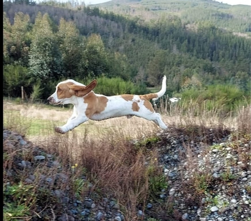 Gatos en Venta Concepción San Pedro de la Paz - Fotos de venta de perrito Basset Hound