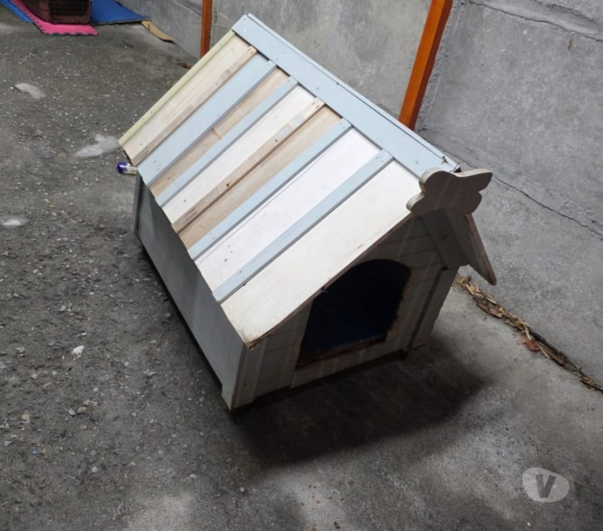 Gatos en Venta Concepción San Pedro de la Paz - Fotos de venta de perrito Basset Hound