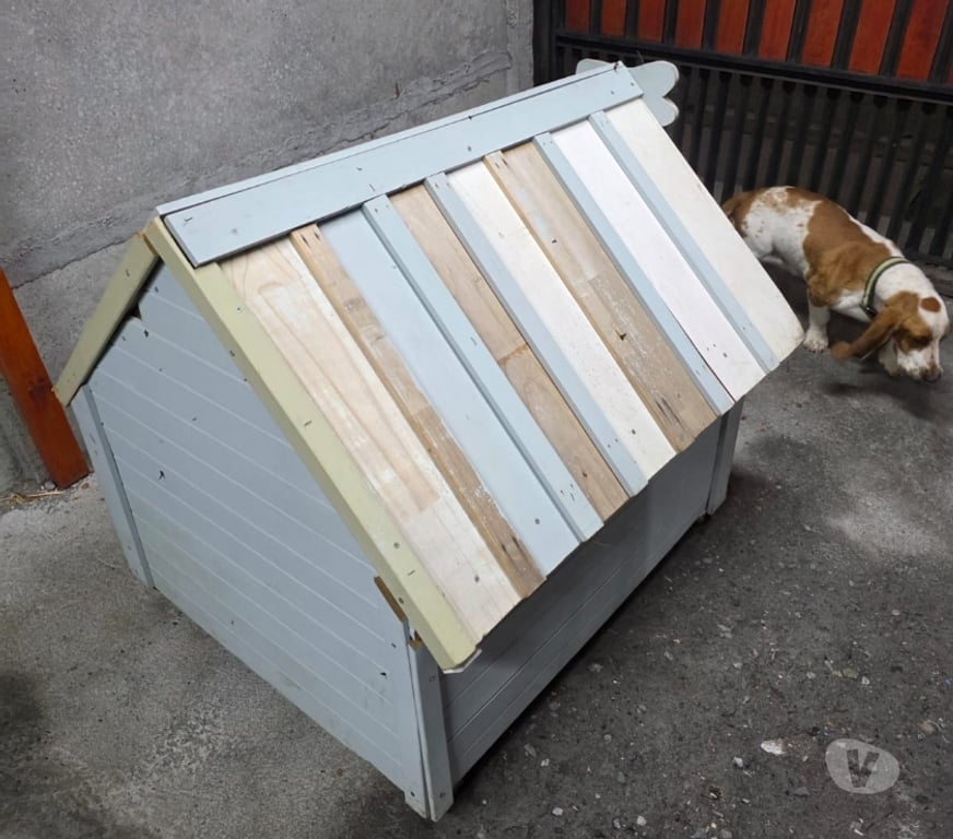 Gatos en Venta Concepción San Pedro de la Paz - Fotos de venta de perrito Basset Hound
