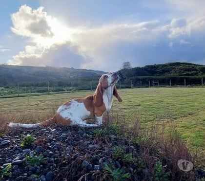 Mascotas en Chile San Pedro de la Paz Concepción - Fotos de venta de perrito Basset Hound