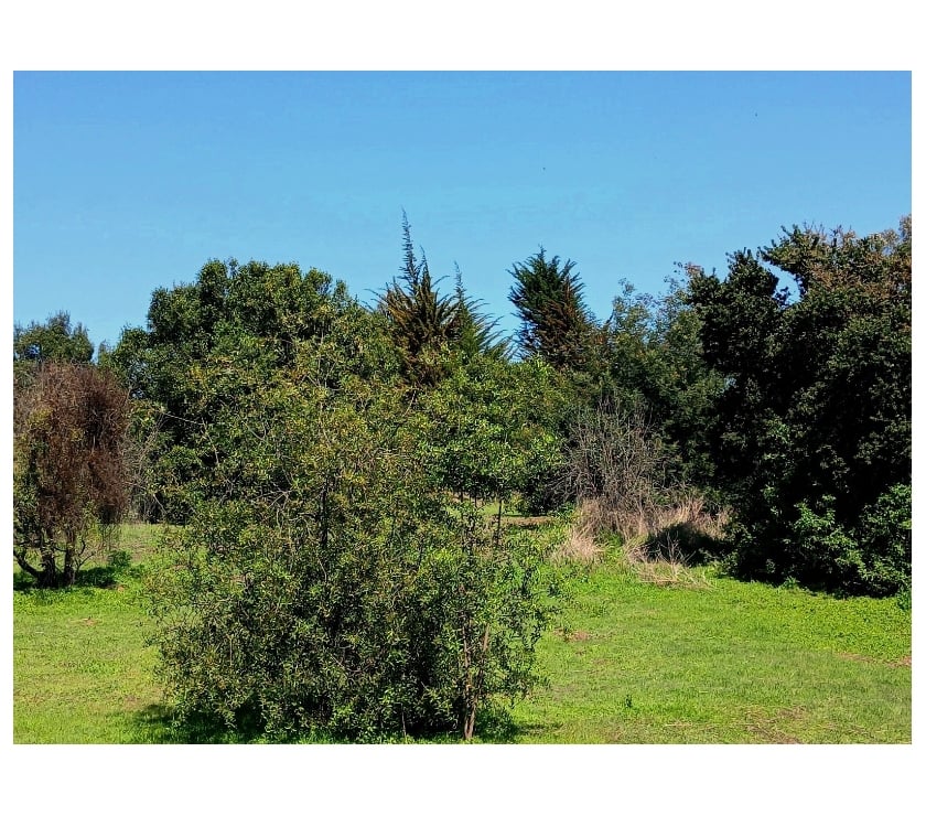 Parcelas en Venta Valparaíso Puchuncaví - Fotos de VENDE PARCELA VALLE ALEGRE, QUINTERO. 5.000 M2. ROL PROPIO