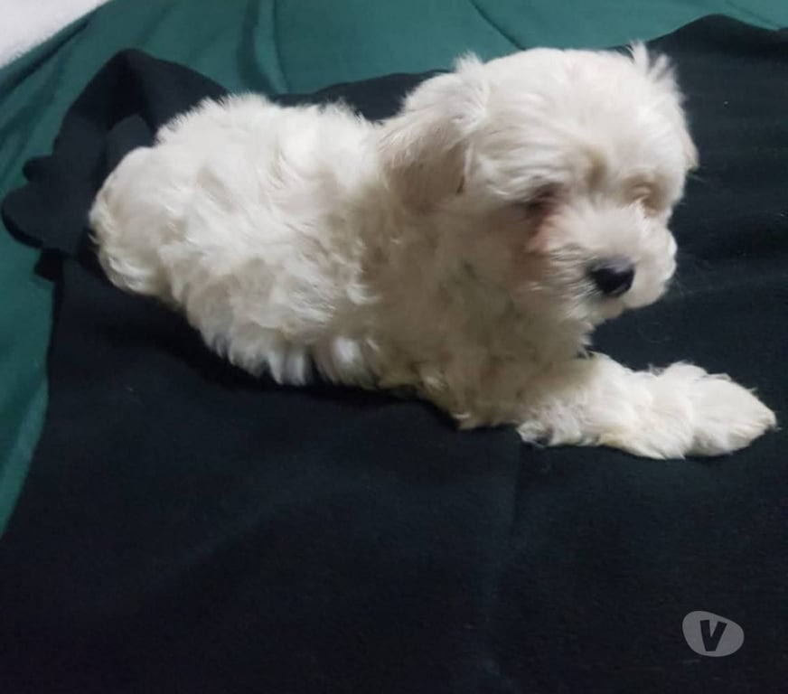 Gatos en Venta Valdivia Valdivia - Fotos de Cachorros maltes bichon