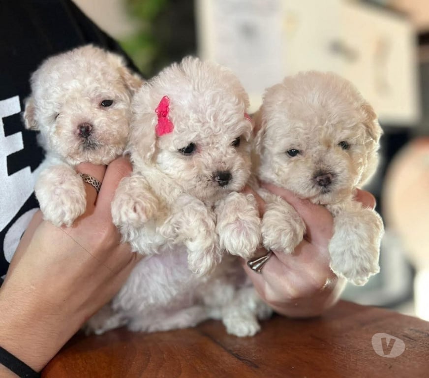 Gatos en Venta Valdivia Valdivia - Fotos de Poodle toy pequeñitos