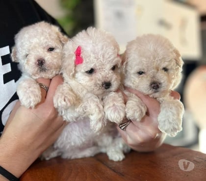 Mascotas en Venta Valdivia Valdivia - Fotos de Poodle toy pequeñitos