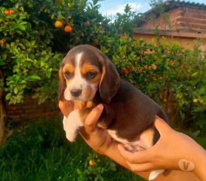 Venta de Mascotas Valdivia Valdivia - Fotos de Beagles encantadores