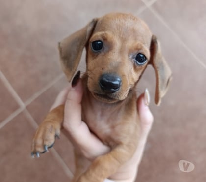 Perros en Venta Valdivia Valdivia - Fotos de Bonitos salchichas