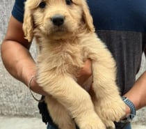 Golden hermosos