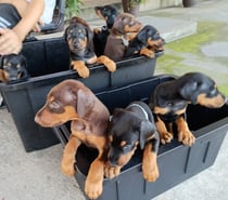 Raza doberman bellos