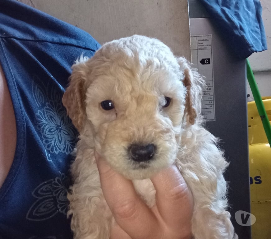 Gatos en Venta Concepción Talcahuano - Fotos de Vendo perritos pudul