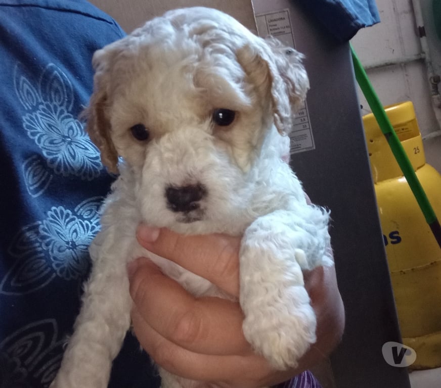 Gatos en Venta Concepción Talcahuano - Fotos de Vendo perritos pudul