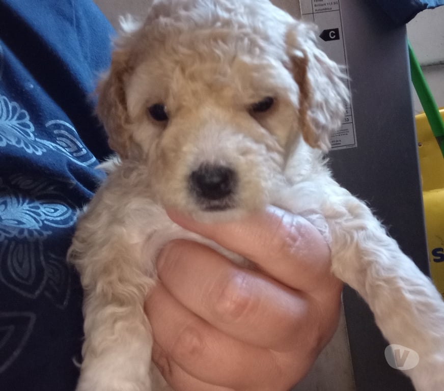Gatos en Venta Concepción Talcahuano - Fotos de Vendo perritos pudul