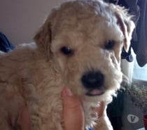 Vendo perritos pudul