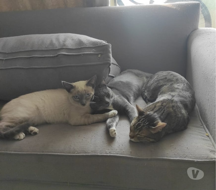 Adopción ed Animales Santiago Recoleta - Fotos de Se regalan gatitos