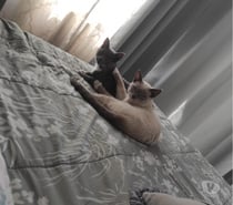 Se regalan gatitos