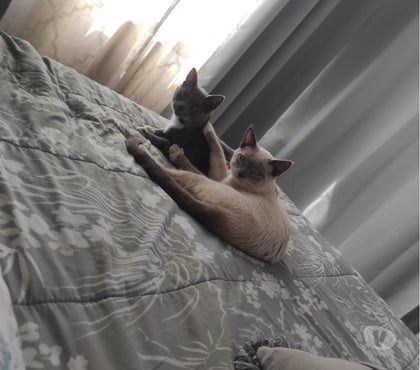 Adopción de Perros Recoleta Santiago - Fotos de Se regalan gatitos