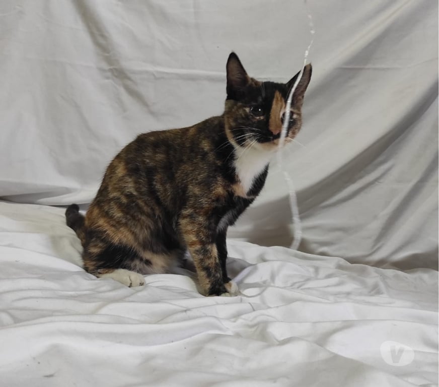 Adopción ed Animales Santiago Recoleta - Fotos de Se regala gatita regalona