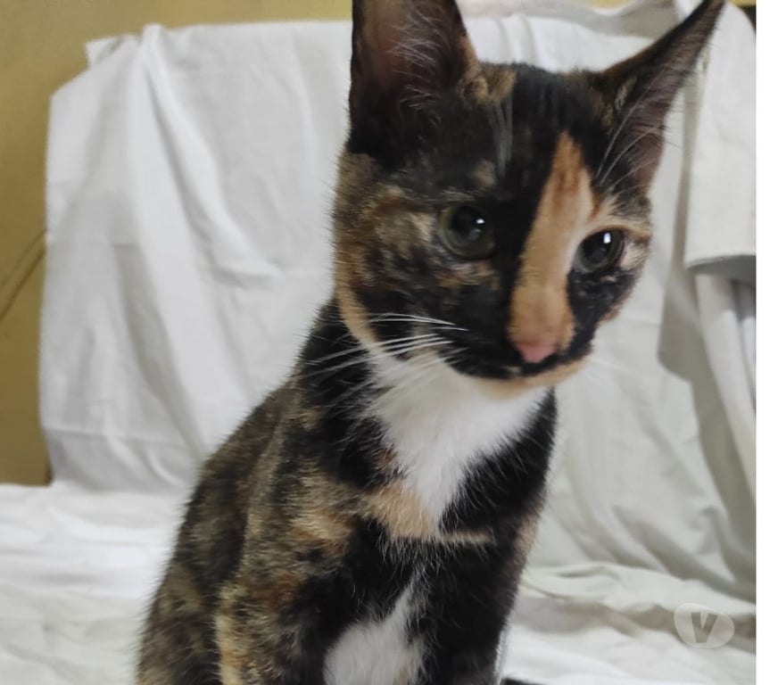 Adopción ed Animales Santiago Recoleta - Fotos de Se regala gatita regalona