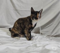 Se regala gatita regalona