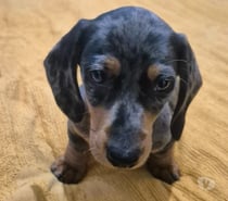 Cachorritos Salchichas