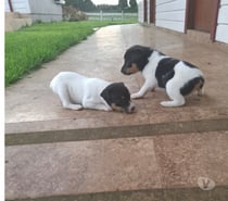 Fox terrier chileno