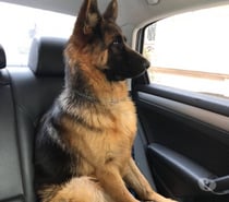 Pastores alemán cachorros